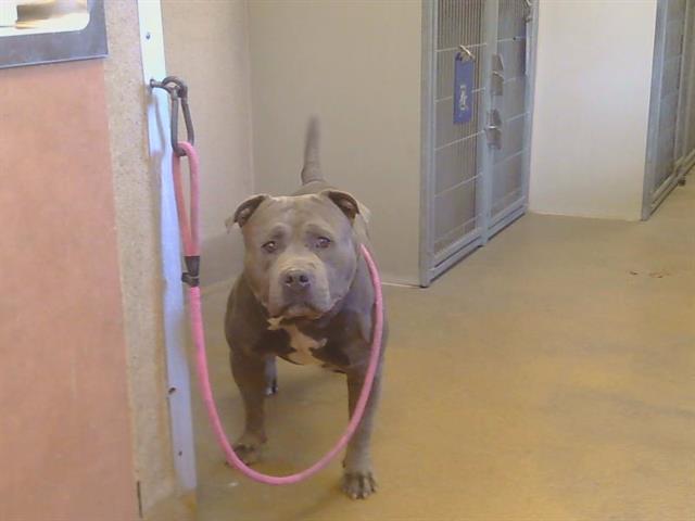 Shelter Stray Male Dog last seen EAGLES NEST RD/JACKSON RD, 95830, 3839 Bradshaw Rd, Sacramento, CA 95827, USA