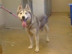 Shelter Stray Female Dog last seen RIVER RD/TWIN CITIES RD, WALNUT GROVE 95690, 3839 Bradshaw Rd, Sacramento, CA 95827, USA