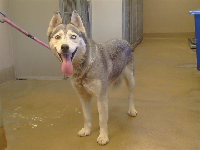 Shelter Stray Female Dog last seen RIVER RD/TWIN CITIES RD, WALNUT GROVE 95690, 3839 Bradshaw Rd, Sacramento, CA 95827, USA