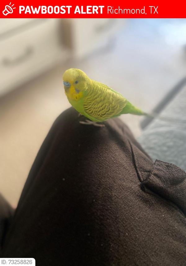 Lost Male Bird last seen Airport Road and FM 1468, Richmond, TX 77469