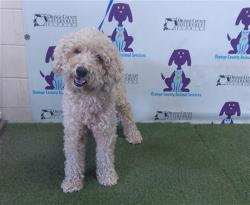 Shelter Stray Female Dog last seen , 2769 Conroy Rd, Orlando, FL 32839, USA