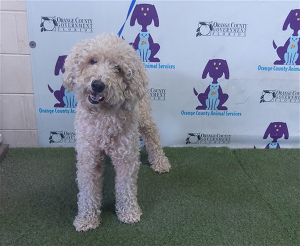 Shelter Stray Female Dog last seen , 2769 Conroy Rd, Orlando, FL 32839, USA