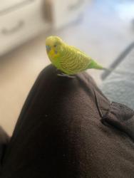 Lost Male Bird last seen Airport Road and FM 1468, Richmond, TX 77469