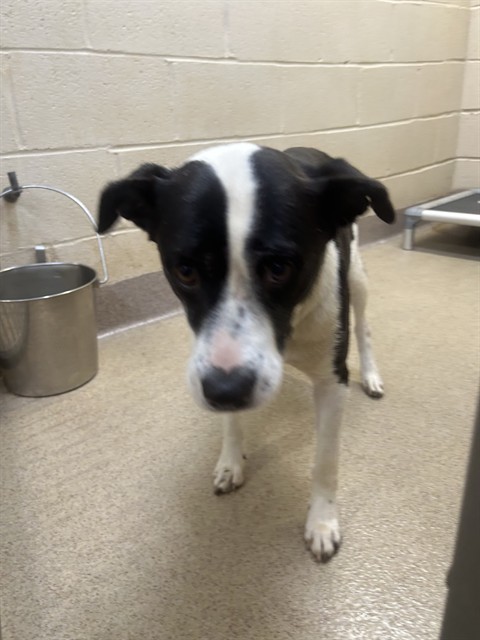 Shelter Stray Female Dog last seen , 1601 Airport Rd, Shelby, NC 28150, USA