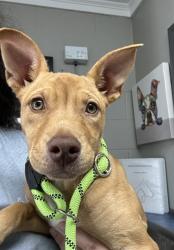 Shelter Stray Female Dog last seen Near BLOCK JENNY DRIVE, 1601 Airport Rd, Shelby, NC 28150, USA