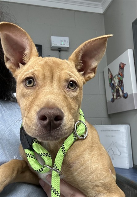 Shelter Stray Female Dog last seen Near BLOCK JENNY DRIVE, 1601 Airport Rd, Shelby, NC 28150, USA