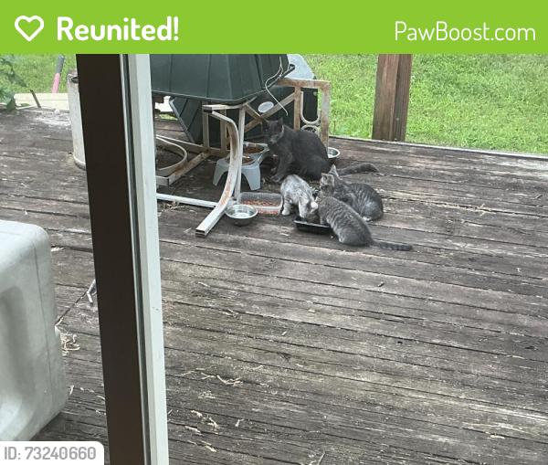 Reunited Female Cat last seen Wills St, Alexandria, VA 22310
