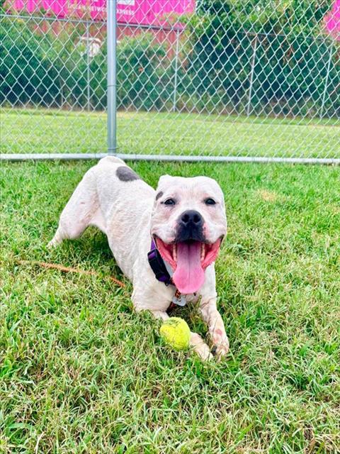 Shelter Stray Female Dog last seen Near BLOCK STEPHAN DR, 3528 Newburg Rd, Louisville, KY 40218, USA