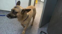 Shelter Stray Male Dog last seen CHARLOTTE, 8315 Byrum Dr, Charlotte, NC 28217, USA