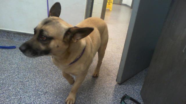 Shelter Stray Male Dog last seen CHARLOTTE, 8315 Byrum Dr, Charlotte, NC 28217, USA