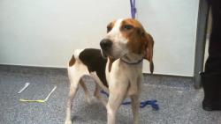 Shelter Stray Female Dog last seen CHARLOTTE, 8315 Byrum Dr, Charlotte, NC 28217, USA