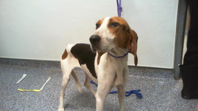 Shelter Stray Female Dog last seen CHARLOTTE, 8315 Byrum Dr, Charlotte, NC 28217, USA
