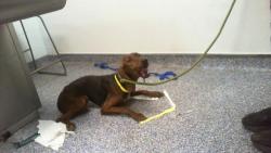 Shelter Stray Female Dog last seen CHARLOTTE, 8315 Byrum Dr, Charlotte, NC 28217, USA