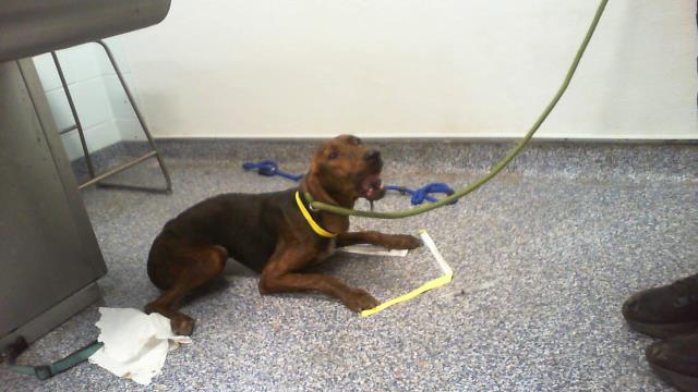 Shelter Stray Female Dog last seen CHARLOTTE, 8315 Byrum Dr, Charlotte, NC 28217, USA