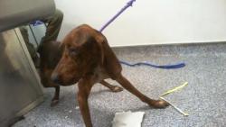 Shelter Stray Male Dog last seen CHARLOTTE, 8315 Byrum Dr, Charlotte, NC 28217, USA