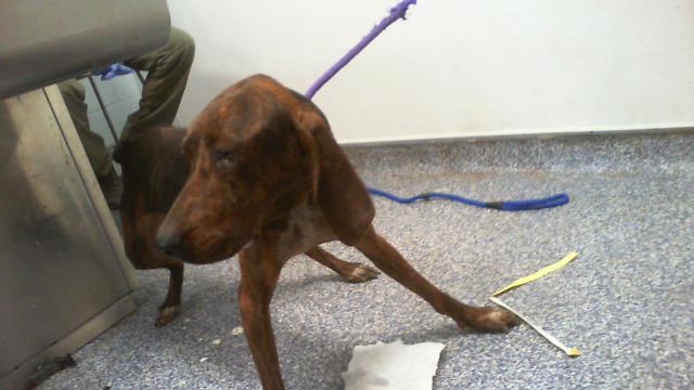Shelter Stray Male Dog last seen CHARLOTTE, 8315 Byrum Dr, Charlotte, NC 28217, USA