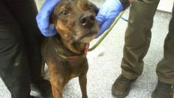Shelter Stray Female Dog last seen CHARLOTTE, 8315 Byrum Dr, Charlotte, NC 28217, USA