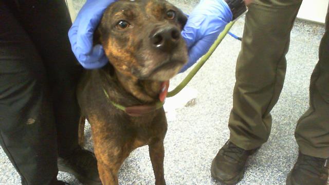 Shelter Stray Female Dog last seen CHARLOTTE, 8315 Byrum Dr, Charlotte, NC 28217, USA