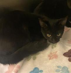 Shelter Stray Female Cat last seen Near BLOCK W 4600, 4522 W 3500 S, West Valley City, UT 84120, USA