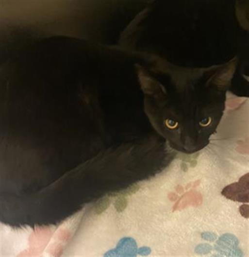 Shelter Stray Female Cat last seen Near BLOCK W 4600, 4522 W 3500 S, West Valley City, UT 84120, USA