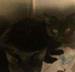Shelter Stray Male Cat last seen Near BLOCK W 4600, 4522 W 3500 S, West Valley City, UT 84120, USA