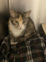 Shelter Stray Female Cat last seen Near BLOCK S MACKAY MEADOWS PL, 4522 W 3500 S, West Valley City, UT 84120, USA
