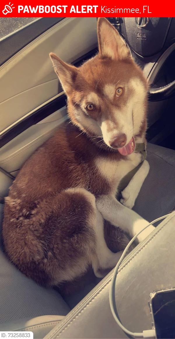 Lost Female Dog last seen Near yellow elder way, Kissimmee, FL 34758