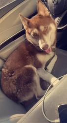 Lost Female Dog last seen Near yellow elder way, Kissimmee, FL 34758