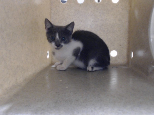 Shelter Stray Female Cat last seen Near BLOCK TABOR CHURCH RD, FAYETTEVILLE NC 28312, 4704 Corporation Dr, Fayetteville, NC 28306, USA