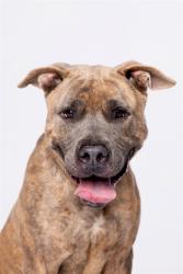 Shelter Stray Male Dog last seen Near BLOCK NW 135 ST, 3599 NW 79th Ave, Doral, FL 33122, USA
