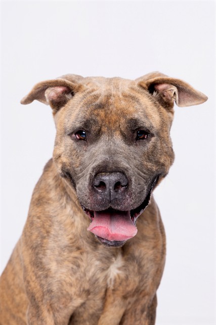 Shelter Stray Male Dog last seen Near BLOCK NW 135 ST, 3599 NW 79th Ave, Doral, FL 33122, USA