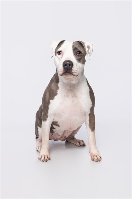 Shelter Stray Male Dog last seen Near BLOCK NW 71 ST, 3599 NW 79th Ave, Doral, FL 33122, USA