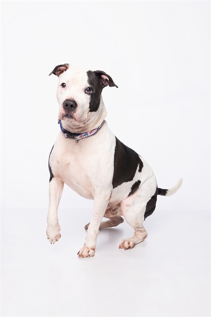 Shelter Stray Male Dog last seen Near BLOCK SW 12TH ST, 3599 NW 79th Ave, Doral, FL 33122, USA