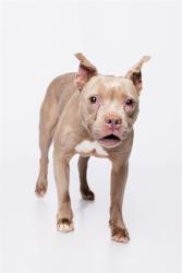 Shelter Stray Female Dog last seen Near BLOCK E 3 AVE, 3599 NW 79th Ave, Doral, FL 33122, USA