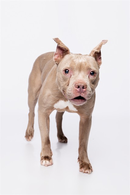 Shelter Stray Female Dog last seen Near BLOCK E 3 AVE, 3599 NW 79th Ave, Doral, FL 33122, USA