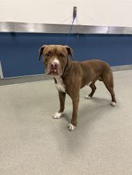 Shelter Stray Male Dog last seen Near BLOCK SW 194TH AVE, 3599 NW 79th Ave, Doral, FL 33122, USA