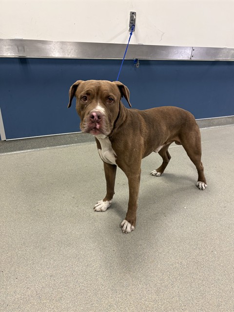 Shelter Stray Male Dog last seen Near BLOCK SW 194TH AVE, 3599 NW 79th Ave, Doral, FL 33122, USA