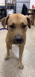 Shelter Stray Male Dog last seen LAS, 3599 NW 79th Ave, Doral, FL 33122, USA