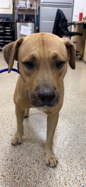 Shelter Stray Male Dog last seen LAS, 3599 NW 79th Ave, Doral, FL 33122, USA