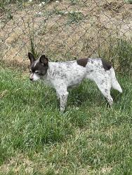 Reunited Female Dog last seen Lasley Elementary, Lakewood, CO 80232