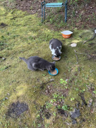Lost Female Cat last seen We are across the street from Creekertown homes and townhomes., Hubert, NC 28539