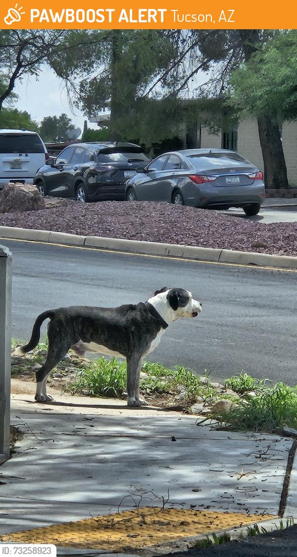 Found/Stray Male Dog last seen silver beech and evergreen, Tucson, AZ 85730
