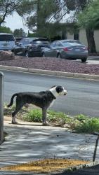 Found/Stray Male Dog last seen silver beech and evergreen, Tucson, AZ 85730