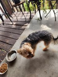 Found/Stray Male Dog last seen Stop12 and Madison, Indianapolis, IN 46227