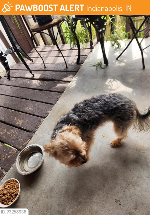 Found/Stray Male Dog last seen Stop12 and Madison, Indianapolis, IN 46227
