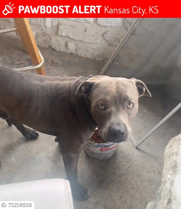 Lost Male Dog last seen Fast Fred’s Market, Kansas City, KS 66102