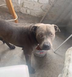 Lost Male Dog last seen Fast Fred’s Market, Kansas City, KS 66102