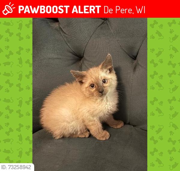 Lost Unknown Cat last seen Near Bower Creek Road, De Pere, WI 54115, De Pere, WI 54115
