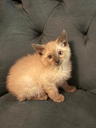 Lost Unknown Cat last seen Near Bower Creek Road, De Pere, WI 54115, De Pere, WI 54115
