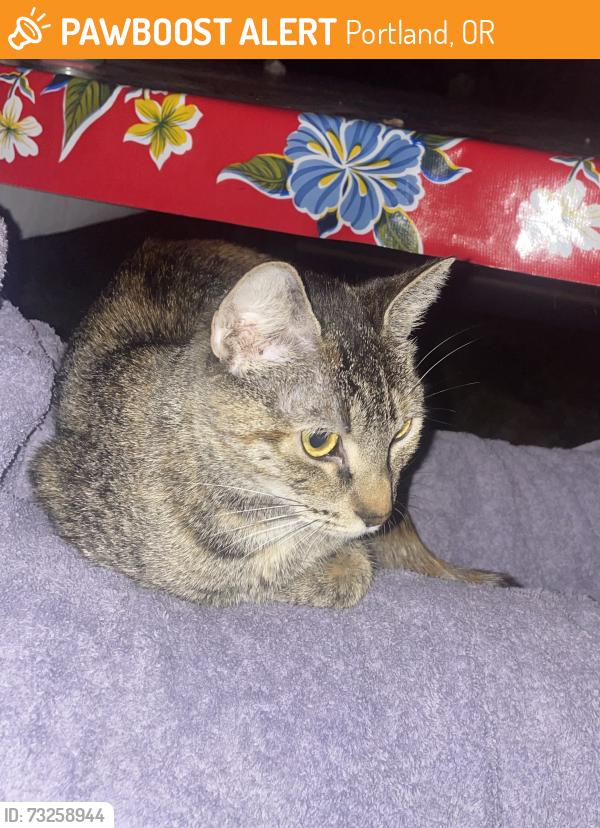 Found/Stray Female Cat last seen Fremont and 18th, Portland, OR 97212
